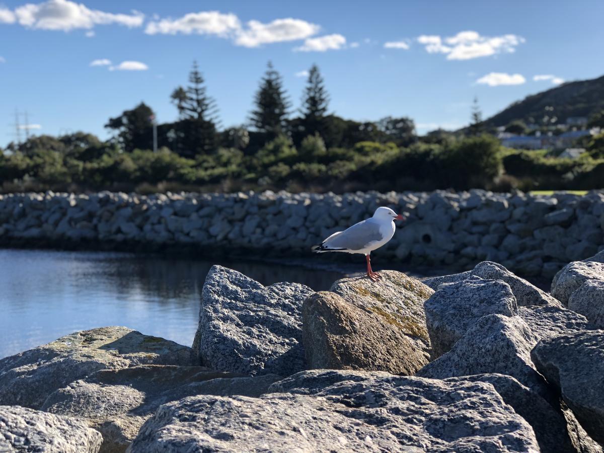 Albany Foreshore Guest House Extérieur photo