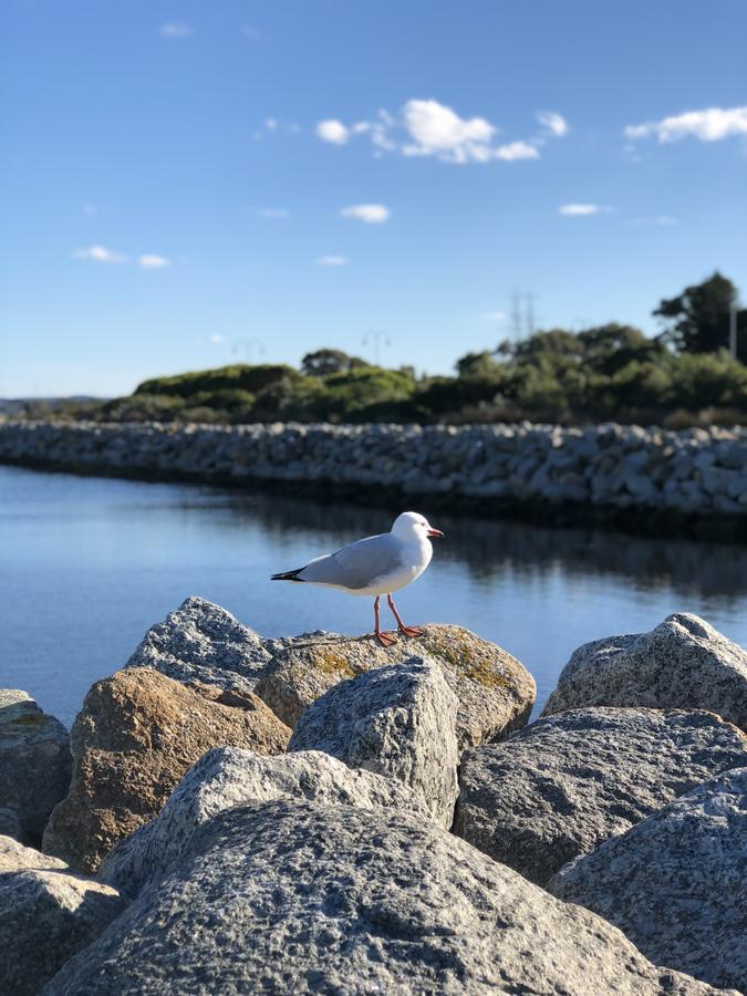 Albany Foreshore Guest House Extérieur photo